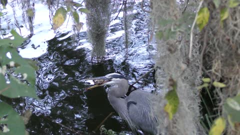 Great Blue Heron is trying to swallow a small turtle