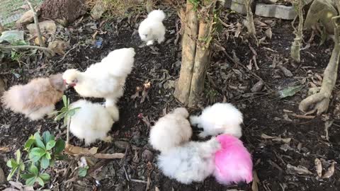 Beautiful Furry Silkie Chickens