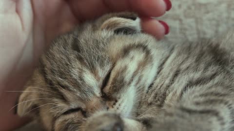 It's very beautiful when small kitten sleep your hands 🐈🐱🐾😪😴