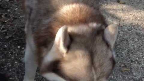 Cute Husky takes a drink after trail walk