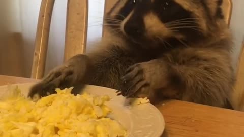 cute raccon eeting food ❤️😍