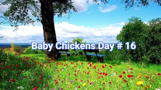 Baby Chickens Day # 16
