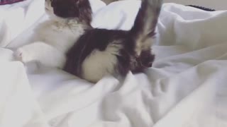 Black white kitten in bed tries to catch its tail