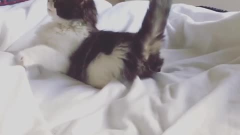 Black white kitten in bed tries to catch its tail