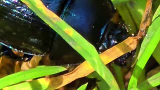 Dung beetle in close-up / beautiful insect in the grass.