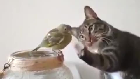 Cat and Bird are FRIENDS?!