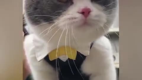 OMG So Cute ♥ Best Funny Cat Videos 2021 #4