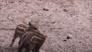 Little Pigs Spanish wrestling On Dig