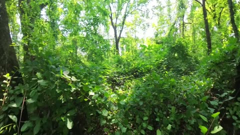 Buffalo Lake Trail