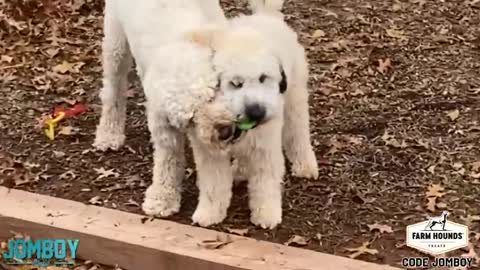 Dogs Play Fight Over a Ball, and breakdown