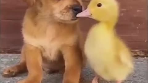 Puppy 🐕 nd baby 🦆 duck 😘 love unconditional 💅 care