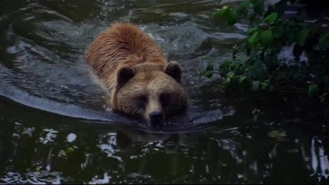 cute and big bear swimming like a human
