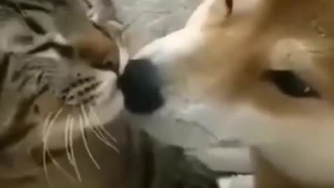 These lovely dog and cat are really love to each other