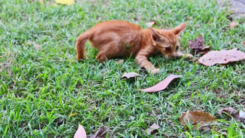 Young cats play in the garden