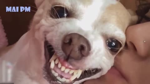 Funny Dog Videos 2020 See You