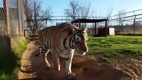 Funny Lion and Tiger Videos Weekly Compilation