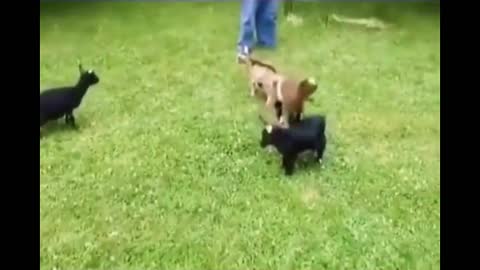 mischievous goats, funny animals, cute goats, baby goats, helpless