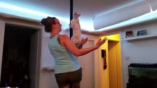 Smooth Cat Is Pole Dancing Together With Her Owner