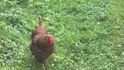 Daily Dose of Chicken Meditation