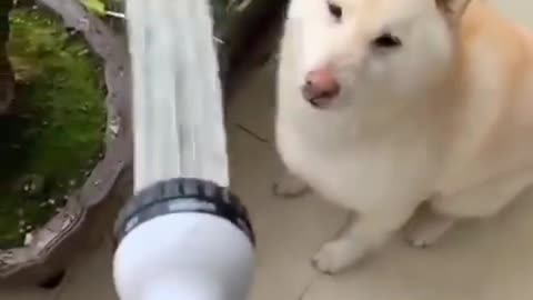 🤣Funny dogs 🐕cats 🐈