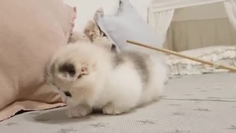 Rumble / cat and kittens — cute cat is playing with a wood stick