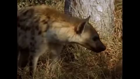National Geographic Documentary Leopards Wildlife Animal