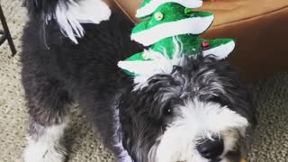 Black and white mop dog in christmas attire