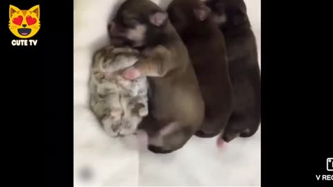 This video make me want a hamster