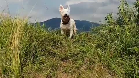 Dog Likes To go Out