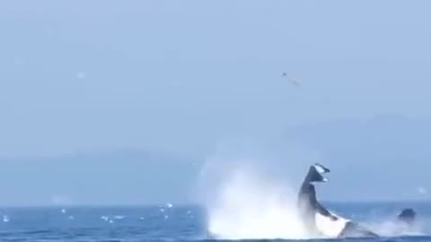 Whale throws sea lion into the air