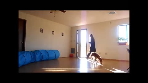 Brainy Dogs - Unique Dog Training Course