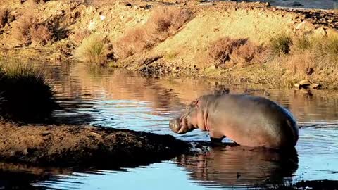 Hippo with crocodile in the lake