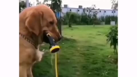 Not The Best Idea - Funny Dog