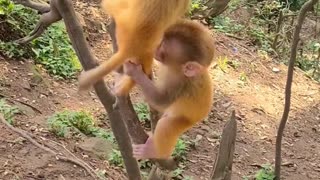Baby monkey cute animals 37
