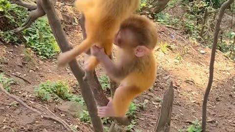Baby monkey cute animals 37