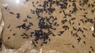 Baby Tadpoles, Lake Michigan