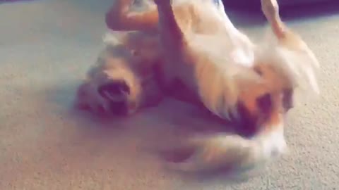 Golden Retriever Invents A New Way To Chase Its Tail