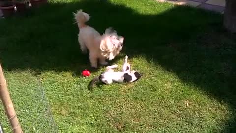 Playful dog and cat