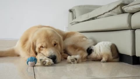 Golden Retriever's Reaction to Puppy Stealing his Favorite Toy