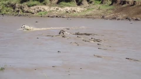 huge crocodile attacks zebra crossing the african