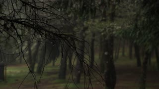 Forest rain sounds, relax, ambiance, white noise, sleep better