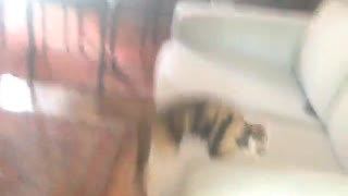 Cat jumps around dining room