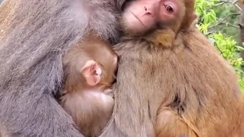 Romantic monkey family