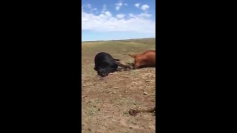 Shock Pics As 22 Angus Cows Die In Argie Lightning Hit