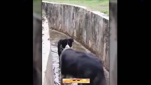 Funnyanimals compilation #1