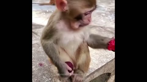 CUTE AND FUNNY MONKEY VIDEO
