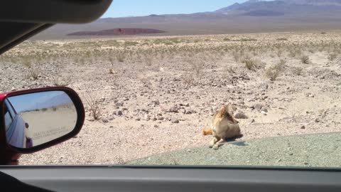 Friendly Coyotes in Death Valley, CA