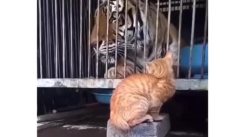 Cat and tiger