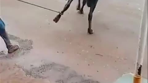 Un homme défie un taureau au Zimbabwe