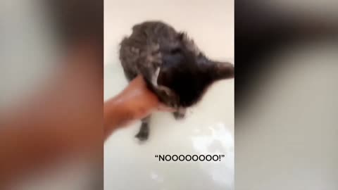 Cat Says No During Bath Time